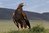DVD "Mongolei - Mit Kind & Kamel unterwegs im Nomadenland" Foto- & Film-Reportage + Dokumentarfilm