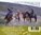 60 Horses in my Herd - Huun-Huur-Tu (CD)
